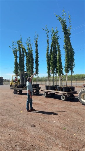 16 Feet Tall & 2 Inch Caliper! Massive #20 Quaking Aspen
