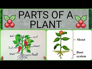 EVS-Parts of a Plant (Root System and Shoot System) Types of Roots & Functions of Shoots by Sakshi