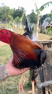 undefeated 🏆 Sabong Era - KD & Kylie Gamefarm Pasay City Cockpit Arena ilang champion binigay nito 🙏🏻❤️ | Sabong Era - KD & Kylie Gamefarm