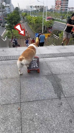 Second Step = Game Over? 🐕😱Part 2 #shorts