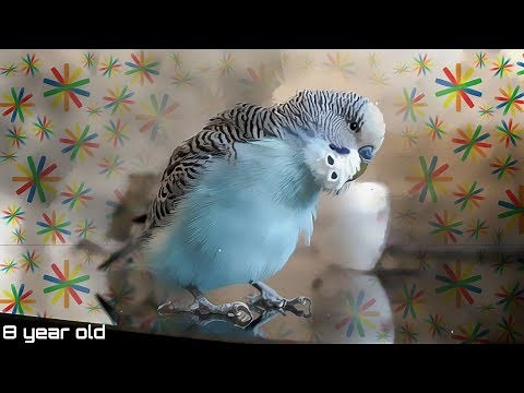 How to make a Budgie Treat | Cookie Birthday VLOG