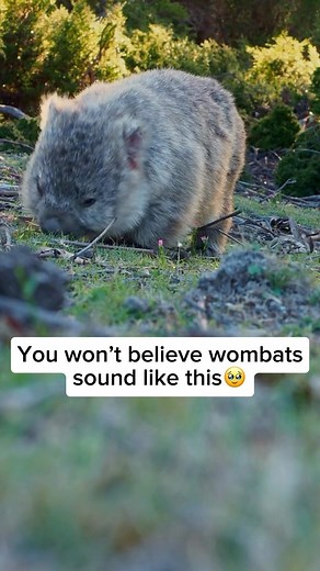 Wildlife Rescuers on Instagram: "Wombats are known for their distinctive vocalizations, which include growls, grunts, and squeals. These sounds serve various purposes, from communication with other wombats to expressing irritation or warning. Interestingly, wombats are equipped with a tough cartilage in their throat that allows them to produce these unique vocalizations effectively. Despite their generally solitary nature, these vocal cues play a crucial role in wombats’ social interactions and