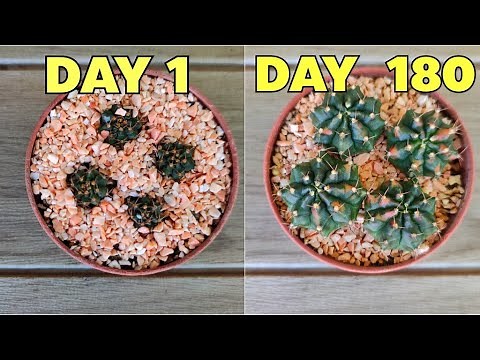 How To Remove and Propagate Gymnocalycium Variegated Offsets EASY & FAST