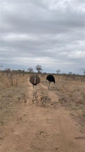 Newly Hatched Ostrich Chicks | Wild Africa