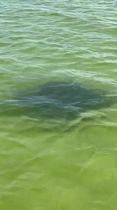 95K views · 4K reactions | Manta Ray This was So EXCITING a very...