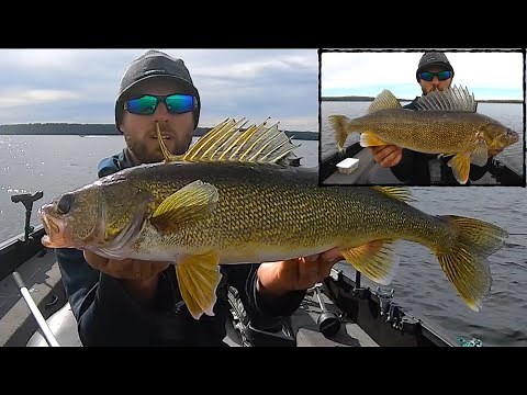 Super EFFECTIVE Way to Catch Fall Walleyes!
