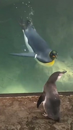 Humboldt penguin Chiquitita takes a field trip at the Saint Louis Zoo