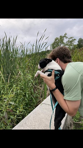 Find My Dog Meep: A Heartfelt Plea to Whoever Has Her