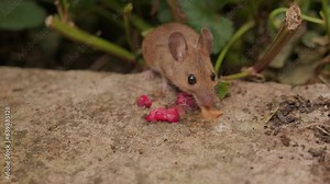 50fps. Wild mouse eating a raspberry in a garden.