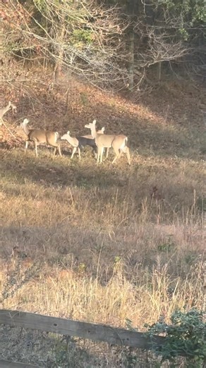 Y’all didn’t see any deer this morning because they all in my yard. | Border Hollow Farms