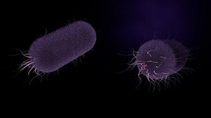 Neisseria gonorrhoeae bacterium. Bacteria causes of gonorrhea disease.