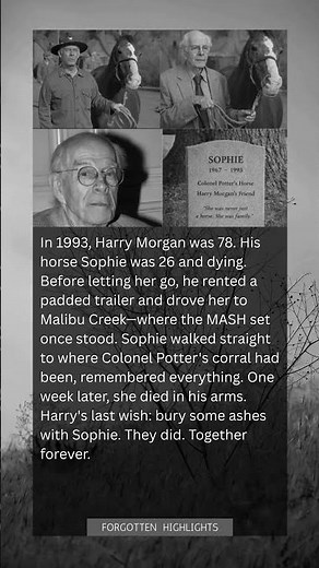 Harry Morgan's Final Promise: Bringing His Dying Horse Sophie Home to the MASH Set