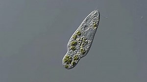 Activity of Euglena under DIC microscope