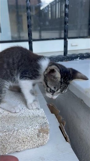 Cuteness Explosion! 🐱💕 Playtime with Kitten#shorts #kitten #cat #catlove #cute #animals#strayanimals