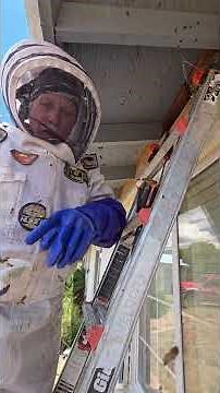 Birds and the Bees - FULL VIDEO ON YOUTUBE #killerbeeguy #invasivespecies #killerbee #honeybee