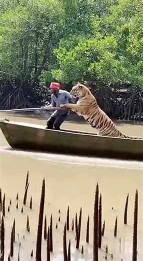 Royal Bengal Tiger Attacks Fisherman in Sundarbans 😱 | Shocking Jungle Incident