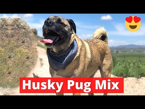 Husky Pug mix: Interesting Personality Traits and Facts you should know