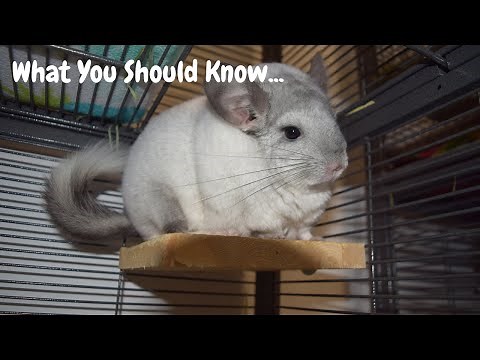 Watch THIS Before Getting A Chinchilla