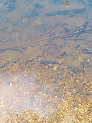 solté Al pez más agresivo en su abitab #EcosistemaPesca #pesca