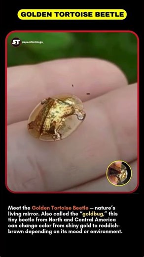 This Beetle Can Change Color Like Magic . The Golden Tortoise Beetle Explained! #usashorts #wildlife