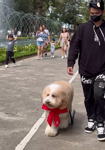 Giant Poodle Adventures in Baguio City
