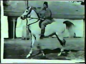 Imperial Egyptian Stud - The Early Breeding Program