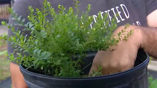 Cultivated vs wild blueberries | Haystack News