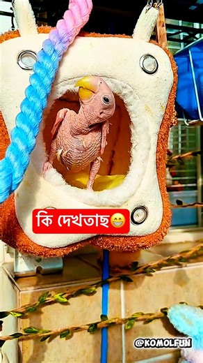 আমি হলাম লেং*টা পাখি😄cute animals funny reactions video😁#shorts #funny #animals #comedy