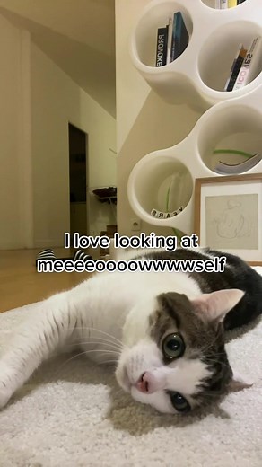 I’m Little Lune and I love looking at myself. I live in #Paris 🌝 meeeow #cat #paris #catsoftiktok #catslovers #catslove #paris #parisienne #french #frenchgirl #cute #aesthetic #frenchaesthetic #furniture #littlelune