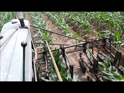 Cultivating 90 Day Corn 4 Row Equipment