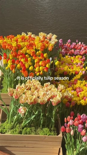 Planting Tips for the Tulip Season