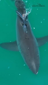 The graceful movements of one of the world's most iconic predators. It never gets old watching them move. | The Malibu Artist