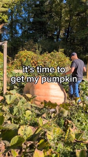 she's getting weighed tomorrow 🎃 #giantpumpkin #gardening #plants #vegetables #pumpkin #asmr | northeastgiantpumpkin