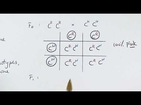 A2 Biology - Monogenic inheritance (OCR A Chapter 20.2)