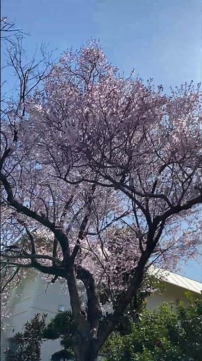【コヒガンザクラ】愛知県植木センター2026年3月中旬short