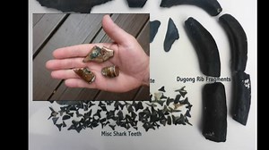 Guide to Venice Beach Fossil Shark Teeth Hunting