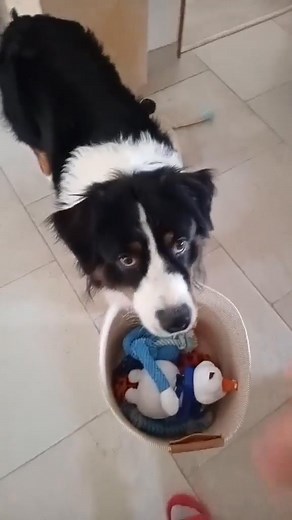 Super baloo ( fils de skaia et chouchou) qui apprend à ranger ses jouets . Bravo a sa famille qui nous montre bien qu'avec de l'amour et de la patience on arrive a tout 🥰🤗 | Domaine Du Grand Large