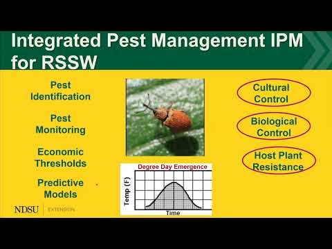 Insect Pests that Challenge Sunflower Production - 2026 Getting it Right Sunflower Production Series
