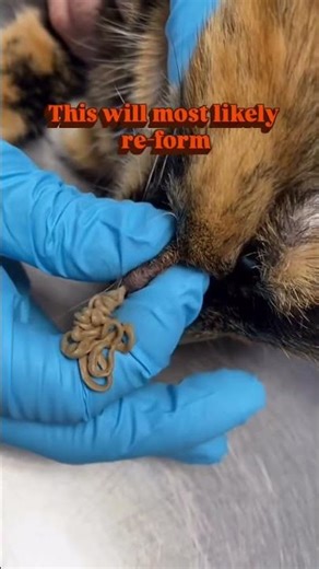 Cyst on domestic shorthair cat. These are fairly common and tend to re-form! #cats
