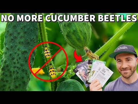 How to Stop Cucumber Beetles FOREVER!