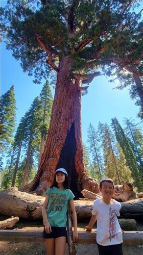 Yosemite with Kids You NEED to See This 🌲 Mariposa Grove Adventure
