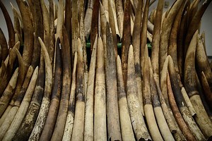 Hong Kong leader announces ban on ivory trade | Coconuts