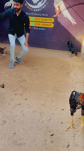 5.3K views · 163 reactions | Qatil Blood line  | Bird's shelter | Facebook