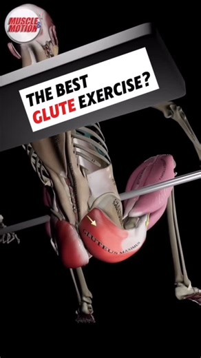 Squat University on Instagram: "The best glute exercise? The single-leg RDL, based on a recent research study, was found to be one of the best at hitting all 3 glute muscles in one movement! . Shout out @muscleandmotion for the amazing anatomy graphics used today!"