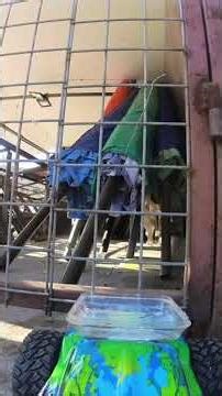 Kitten Feeding Time 🍼😺 | Adorable Cats Eating Compilation #kittens #catvideos