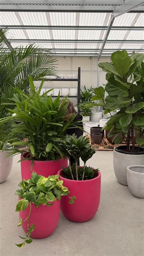 Add Color to Your Home with Colorful Pots