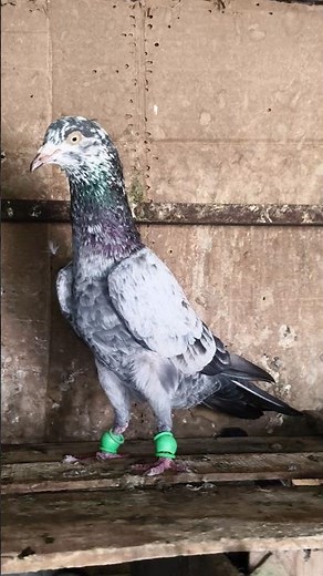 saharanpuri kabutar 💫❤️‍🩹