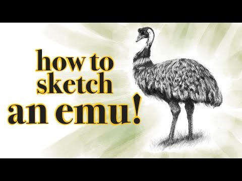 My process for drawing an emu!