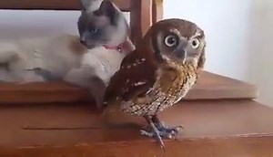 58K views · 352 reactions | An owl and a cat are best friends <3 | Funny Video & Picture | Facebook