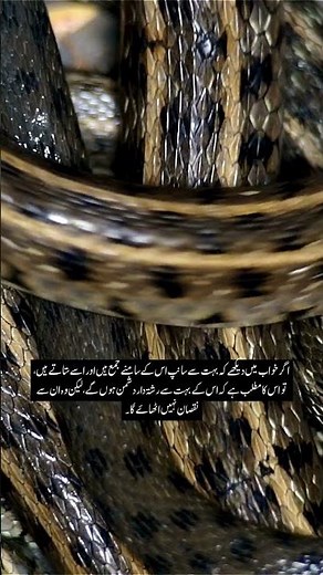 What Snake Dreams REALLY Mean (Spiritual) - Dreaming of Snakes? The Islamic Interpretation